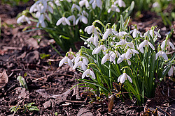 ���������� ����������� (Galanthus nivalis)