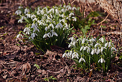 ���������� ����������� (Galanthus nivalis)