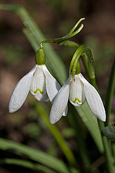 ���������� ����������� (Galanthus nivalis)
