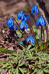 �������� ��������� (Scilla siberica)