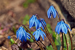 �������� ��������� (Scilla siberica)