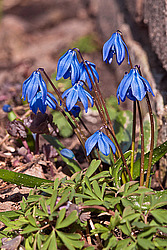 �������� ��������� (Scilla siberica)