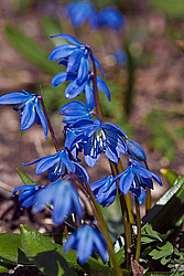 �������� ��������� (Scilla siberica)