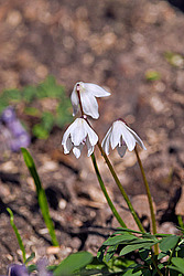 �������� ��������� (Scilla siberica)