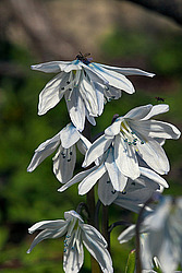 �������� ������� (Scilla mischtschenkoana)