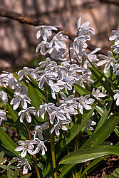 �������� ������� (Scilla mischtschenkoana)