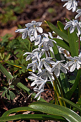 �������� ������� (Scilla mischtschenkoana)