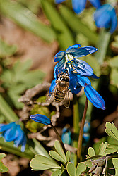 �������� ��������� (Scilla siberica)