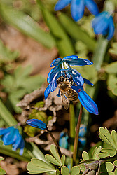 �������� ��������� (Scilla siberica)