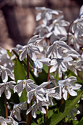 �������� ������� (Scilla mischtschenkoana)