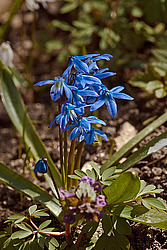 �������� ��������� (Scilla siberica)