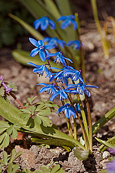 �������� ��������� (Scilla siberica)