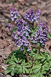 �������� ������� (Corydalis solida)