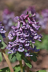 �������� ������� (Corydalis solida)