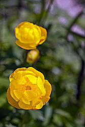 ���������� ����������� (Trollius europaeus)