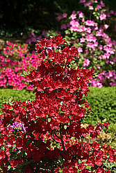 ������ (Rhododendron sp.)