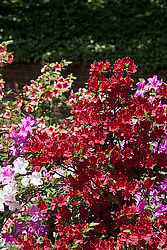 ������ (Rhododendron sp.)