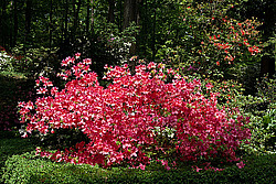 ������ (Rhododendron sp.)