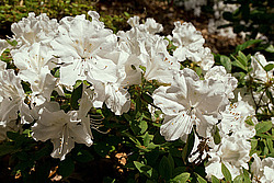 ������ (Rhododendron sp.)