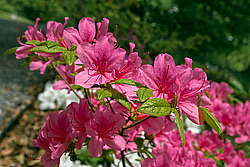 ������ (Rhododendron sp.)