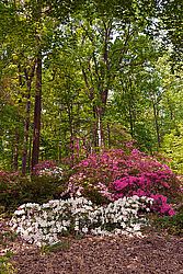 ������ (Rhododendron sp.)