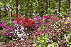 ������ (Rhododendron sp.)
