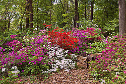 ������ (Rhododendron sp.)