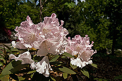������ (Rhododendron sp.)