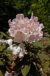 ������ (Rhododendron sp.)