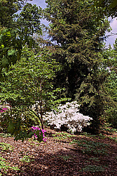 ������ (Rhododendron sp.)