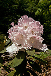 ������ (Rhododendron sp.)