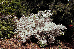 ������ (Rhododendron sp.)