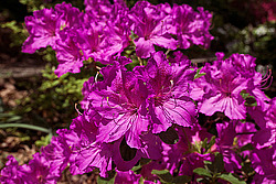 ������ (Rhododendron sp.)