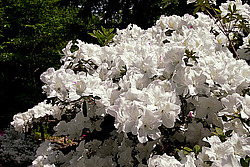 ������ (Rhododendron sp.)