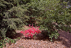 ������ (Rhododendron sp.)