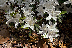 ������ (Rhododendron sp.)