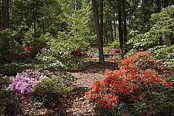 ������ (Rhododendron sp.)
