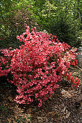 ������ (Rhododendron sp.)