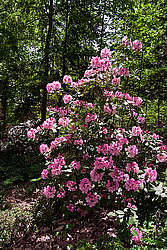 ������ (Rhododendron sp.)