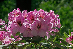 ������ (Rhododendron sp.)
