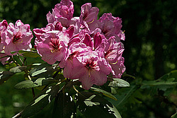 ������ (Rhododendron sp.)