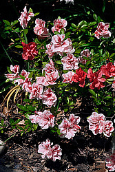������ (Rhododendron sp.)