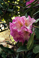 ������ (Rhododendron sp.)