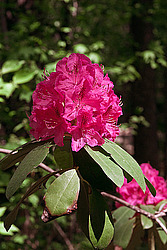 ������ (Rhododendron sp.)
