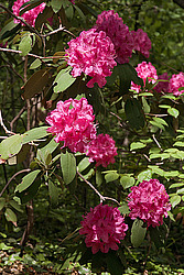 ������ (Rhododendron sp.)