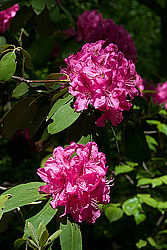 ������ (Rhododendron sp.)