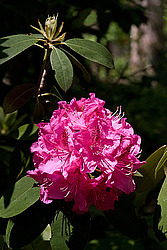 ������ (Rhododendron sp.)