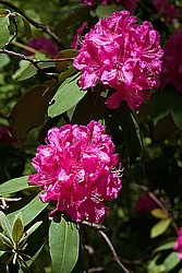 ������ (Rhododendron sp.)