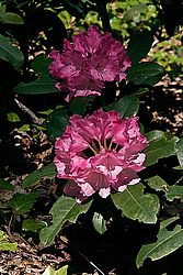 ������ (Rhododendron sp.)