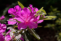 ������ (Rhododendron sp.)